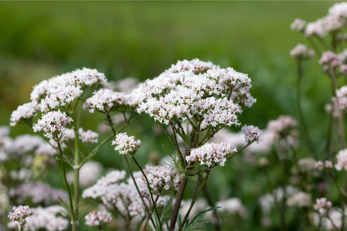 Valeriana Flower seeds for Planting Seasonal Bloomer Heirloom & GMO Free Seeds for Home Garden