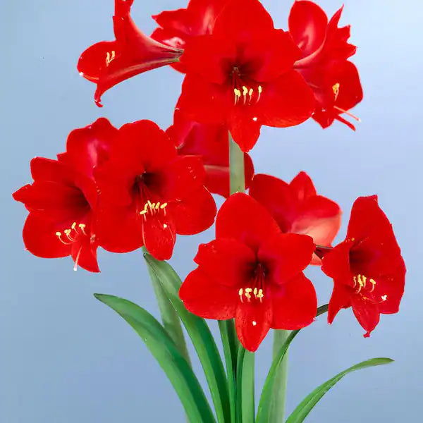 Red Amaryllis Flower seeds for Planting Long Bloom Season Heirloom & GMO Free Seeds for Home Garden