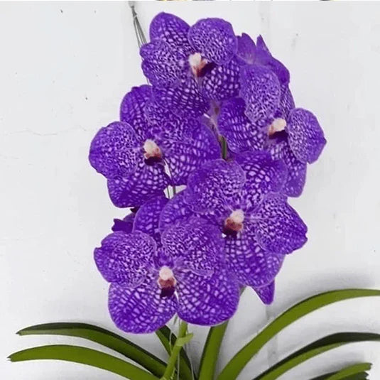 Premium Violet Vanda Orchid Flower seeds for Planting Vibrant Colors, Heirloom & GMO Free Seeds for Home Garden seeds