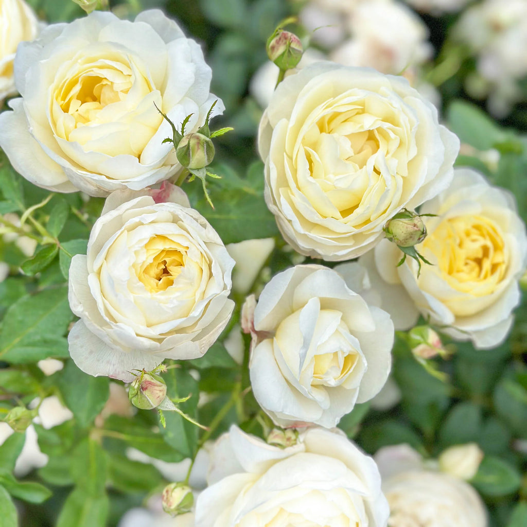 White Yellow Rose Flower seeds for Planting Low Maintenance, Heirloom & GMO Free Seeds for Home Garden vegetable and garden seeds