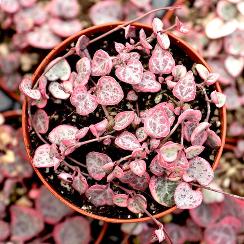 Ceropegia String of Hearts Pretty Pink Seeds Flower seeds for Planting Low Maintenance, Heirloom & GMO Free Seeds for Home Garden seeds for planting