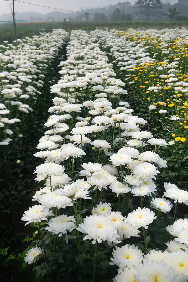 High quality Chrysanthemum White Flower seeds for Planting Premium Quality, Heirloom & GMO Free Seeds for Home Garden seeds pack
