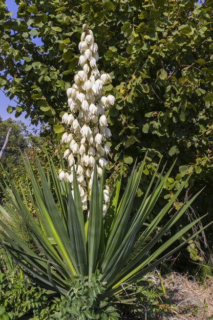 Yucca Planting Seeds For Hardy Landscapes