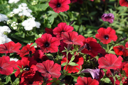 Velour Petunia Seeds for Planting