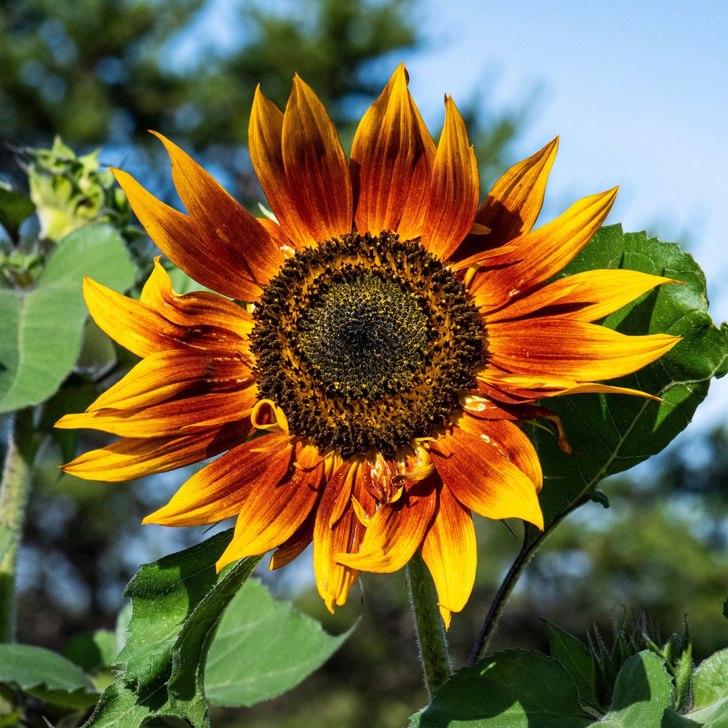 Sunflower Flower seeds for Planting Vibrant Colors Heirloom & GMO Free Seeds for Home Garden