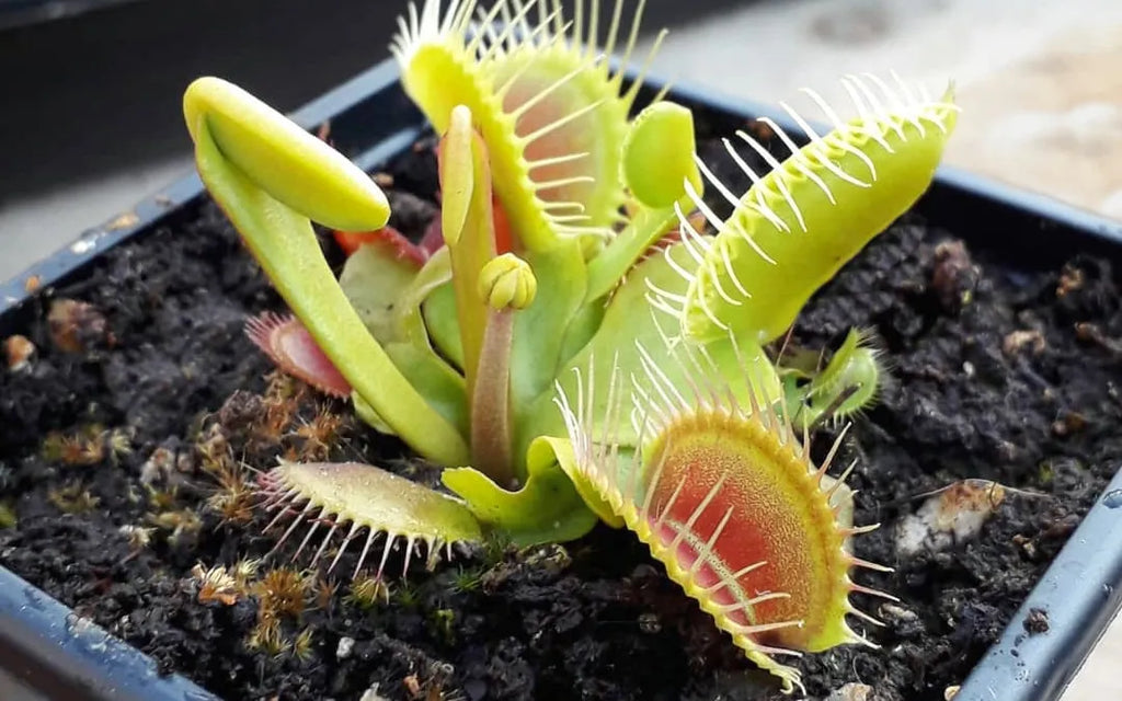 Green Venus Fly Trap Flower seeds for Planting Wildflower Mix, Heirloom & GMO Free Seeds for Home Garden vegetable and garden seeds
