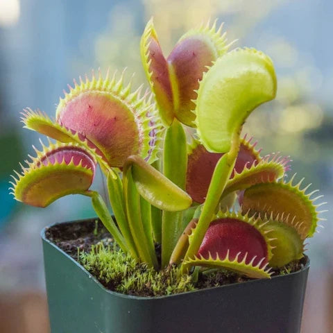 High quality Mosquito Carnivorous Flower seeds for Planting Sun Loving, Heirloom & GMO Free Seeds for Home Garden seeds pack