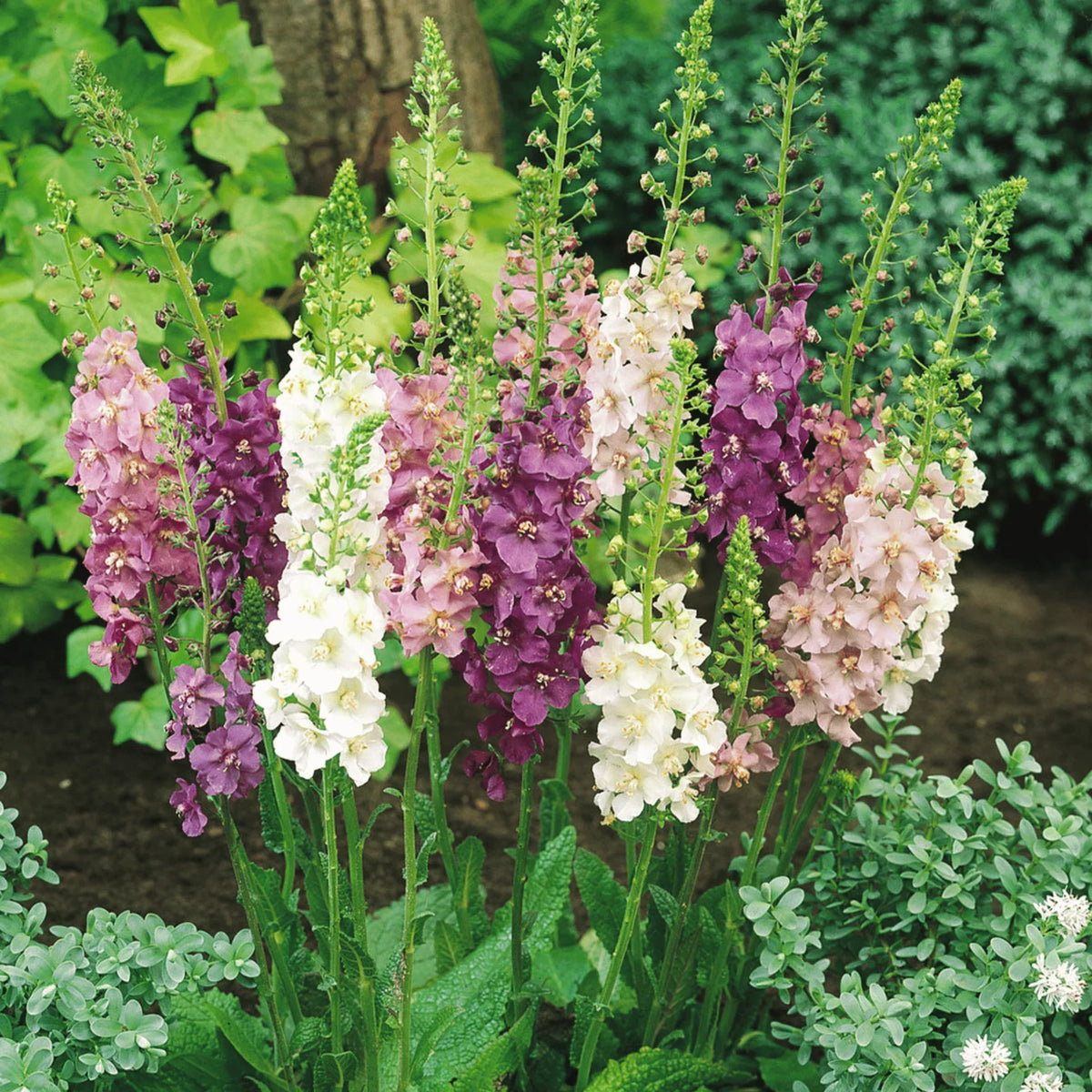 Mixed Mullein Flower seeds for Planting Shade Tolerant Heirloom & GMO Free Seeds for Home Garden