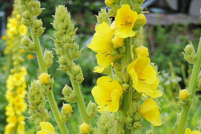 Green Verbascum Thapsus Flower seeds for Planting Low Maintenance, Heirloom & GMO Free Seeds for Home Garden seeds for planting
