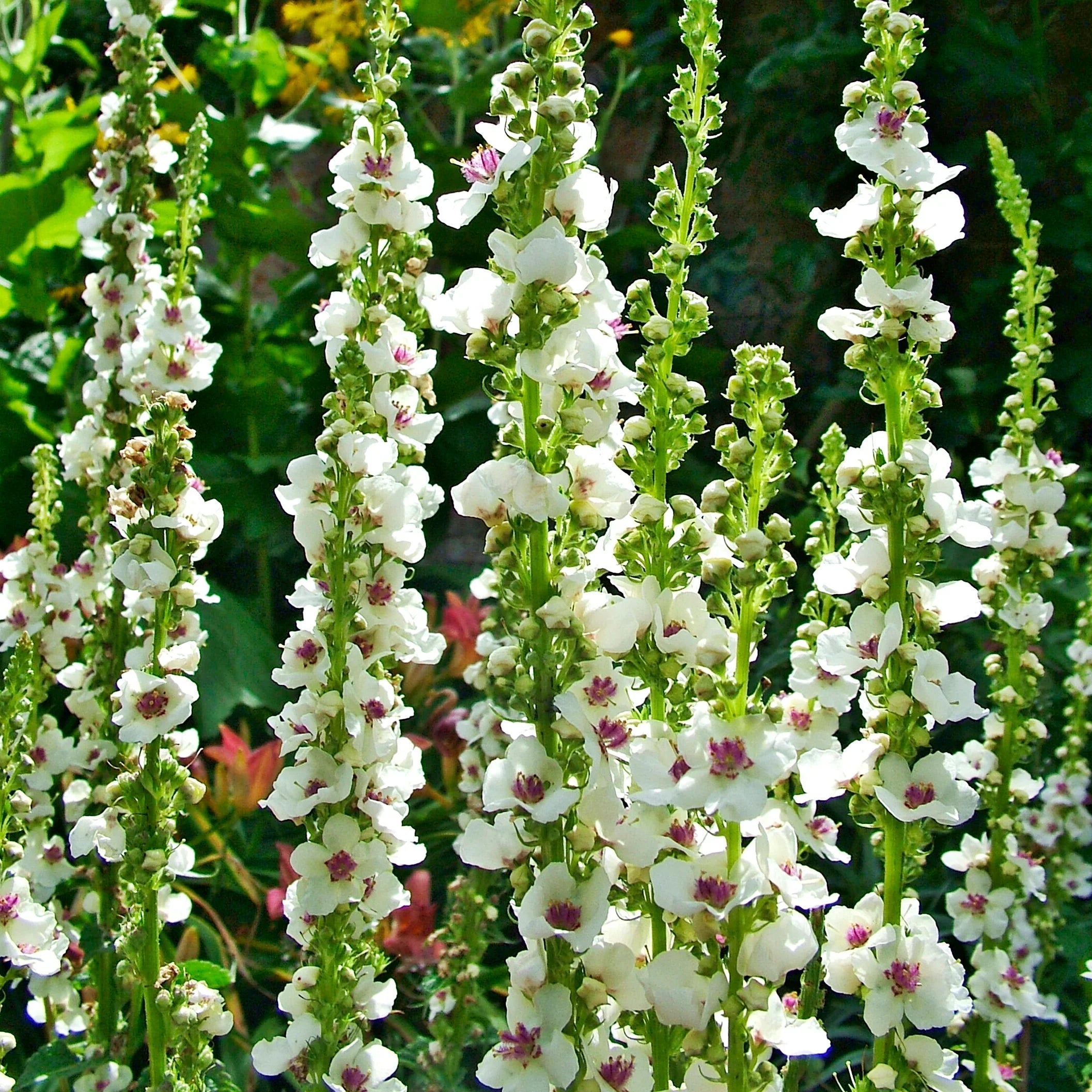 High quality White Checkermallow Flower seeds for Planting Long Bloom Season, Heirloom & GMO Free Seeds for Home Garden seeds pack