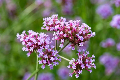 Verbena Bonariensis Flower seeds for Planting Cut Flower Favorite Heirloom & GMO Free Seeds for Home Garden