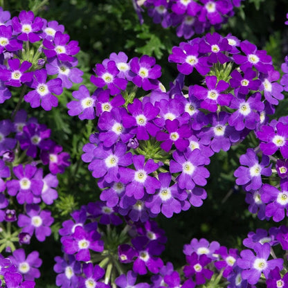 SemiTrailing (SemiTrailing Verbena) seeds for planting in home garden