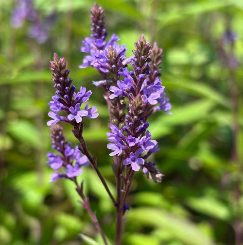 Blue Vervain Flower seeds for Planting Premium Quality, Heirloom & GMO Free Seeds for Home Garden seeds for planting
