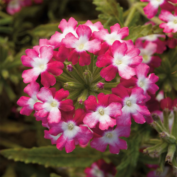 Burgundy Verbena Flower seeds for Planting Pollinator Friendly, Heirloom & GMO Free Seeds for Home Garden vegetable and garden seeds