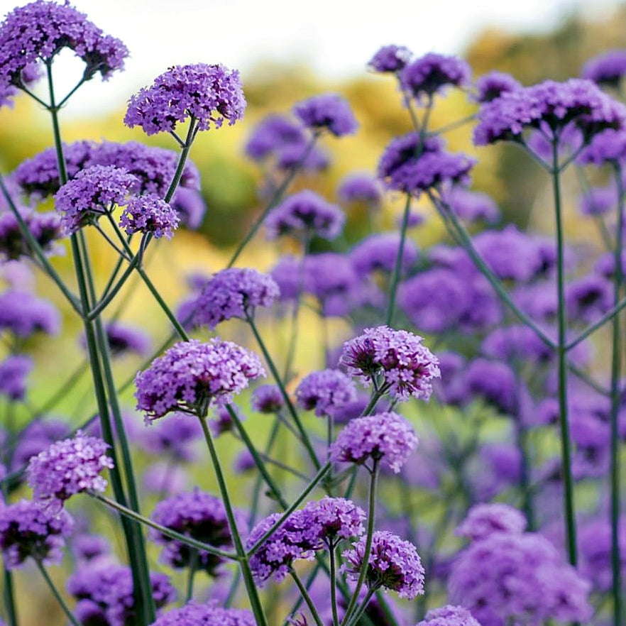 High quality Lavender Vervain Flower seeds for Planting Perfect for Borders, Heirloom & GMO Free Seeds for Home Garden seeds pack
