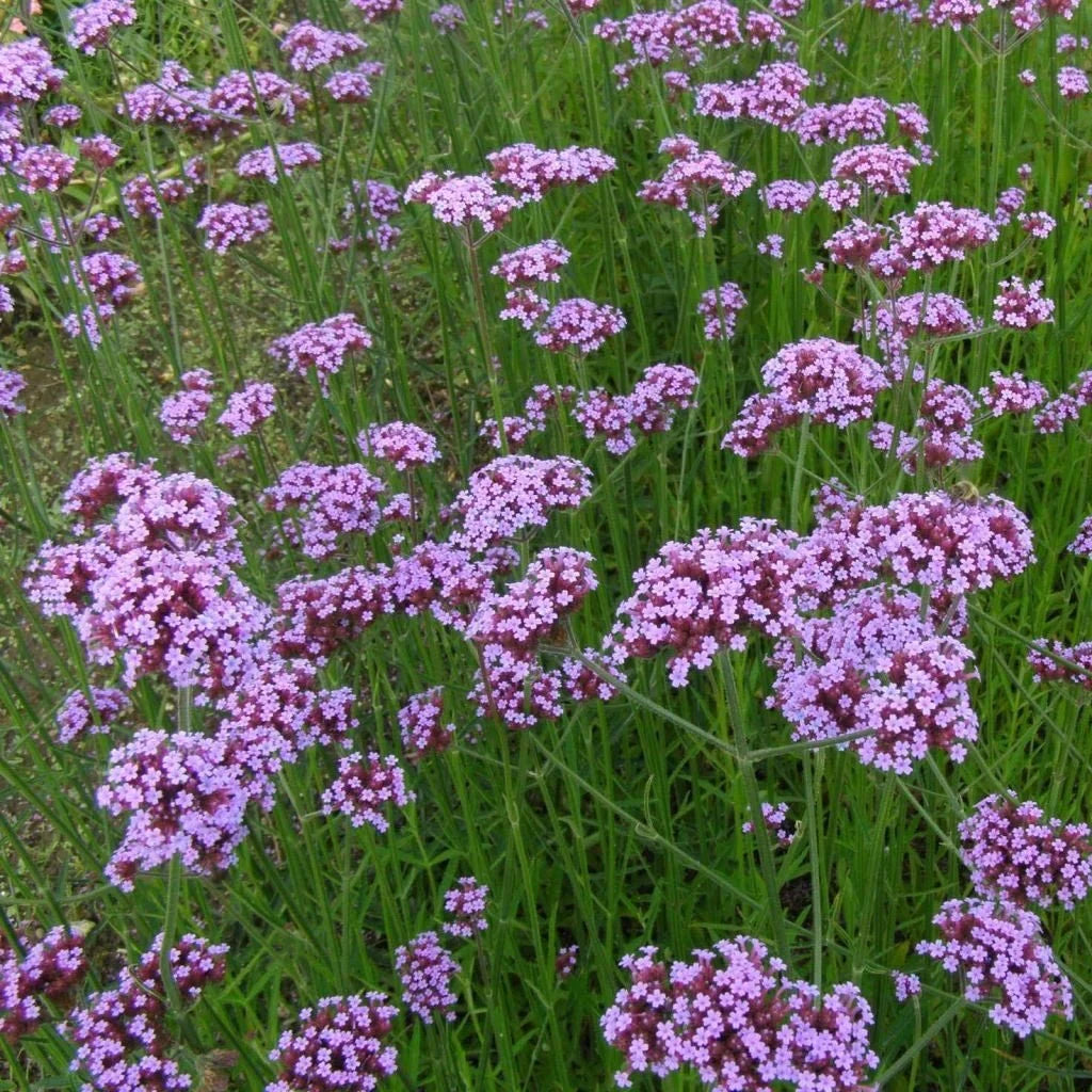 Purple Verbena Bonariensis Flower seeds for Planting Seasonal Bloomer, Heirloom & GMO Free Seeds for Home Garden vegetable and garden seeds