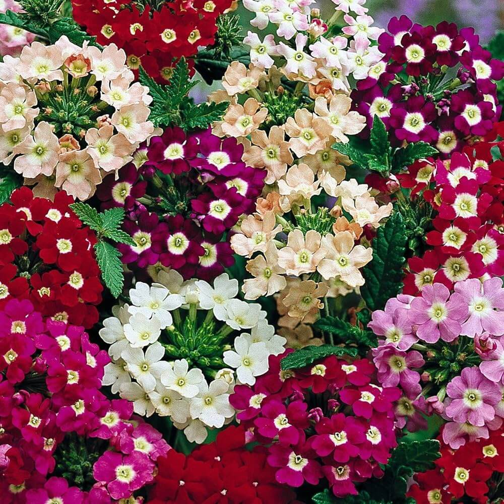 Premium Vervain Flower seeds for Planting Cut Flower Favorite, Heirloom & GMO Free Seeds for Home Garden seeds