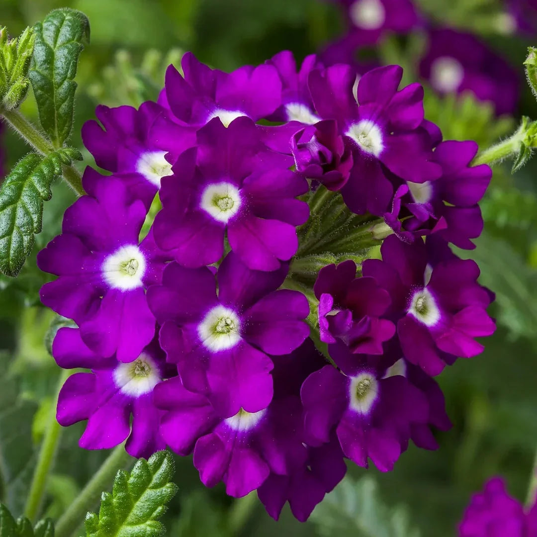 SemiTrailing Verbena Flower seeds for Planting Compact Growth Heirloom & GMO Free Seeds for Home Garden