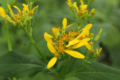 Verbesina Occidentalis Flower seeds for Planting Pollinator Friendly Heirloom & GMO Free Seeds for Home Garden