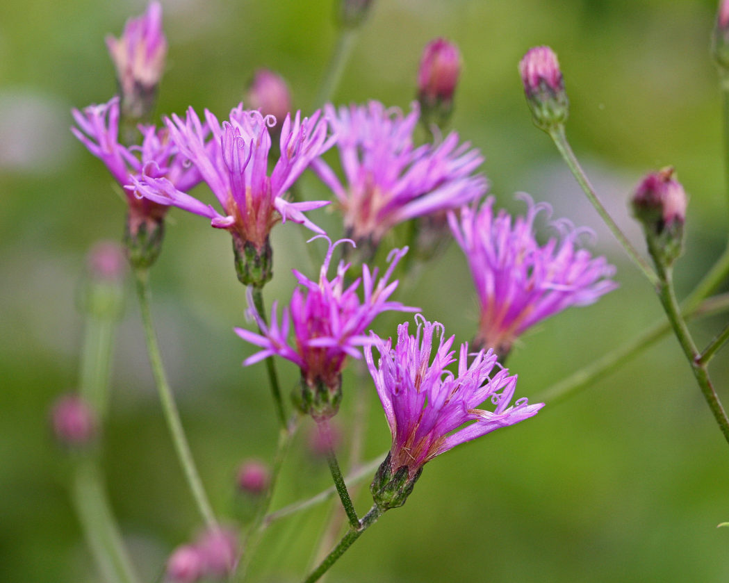 Vernonia Gigantea Flower seeds for Planting Compact Growth Heirloom & GMO Free Seeds for Home Garden