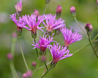 Vernonia Gigantea Flower seeds for Planting Compact Growth Heirloom & GMO Free Seeds for Home Garden