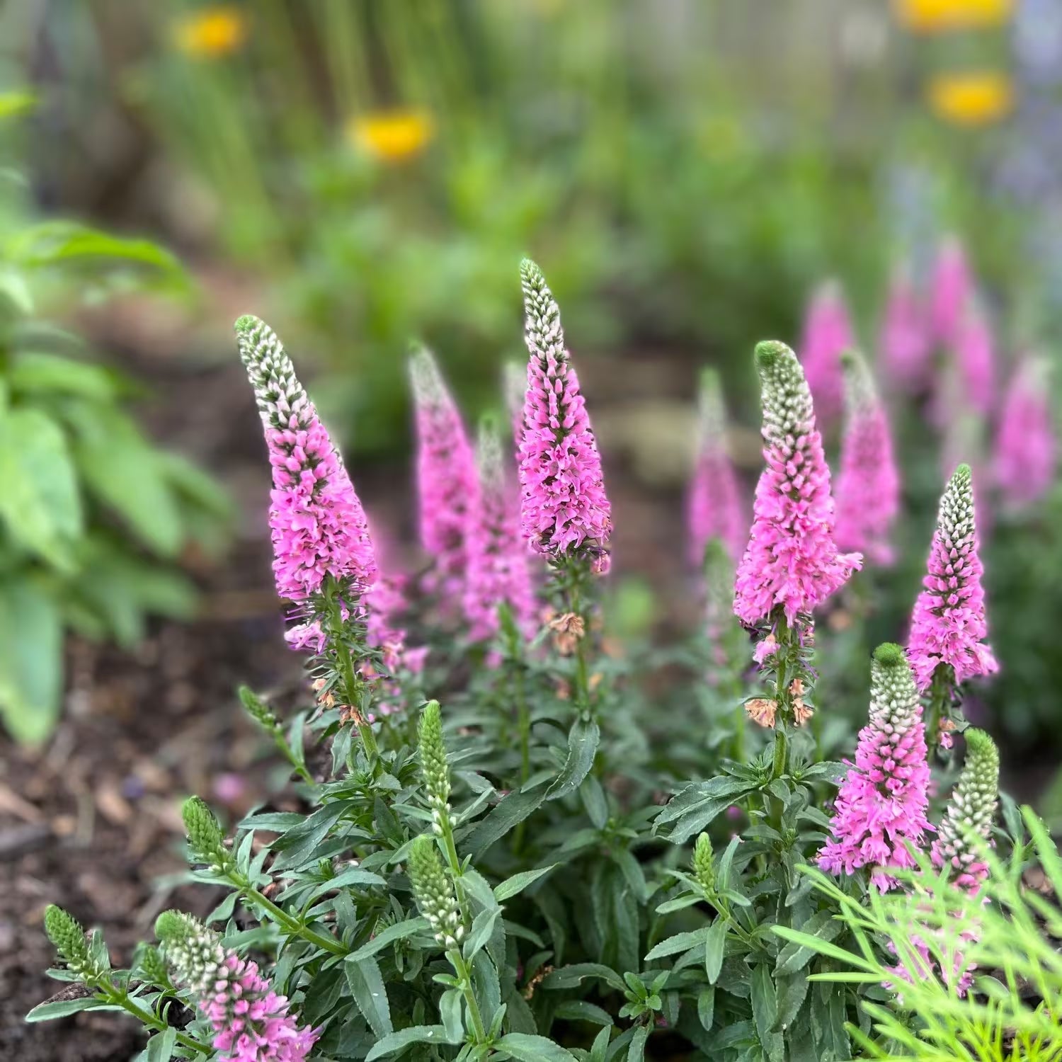 Premium Veronica Flower seeds for Planting Sun Loving Heirloom & GMO Free Seeds for Home Garden seeds