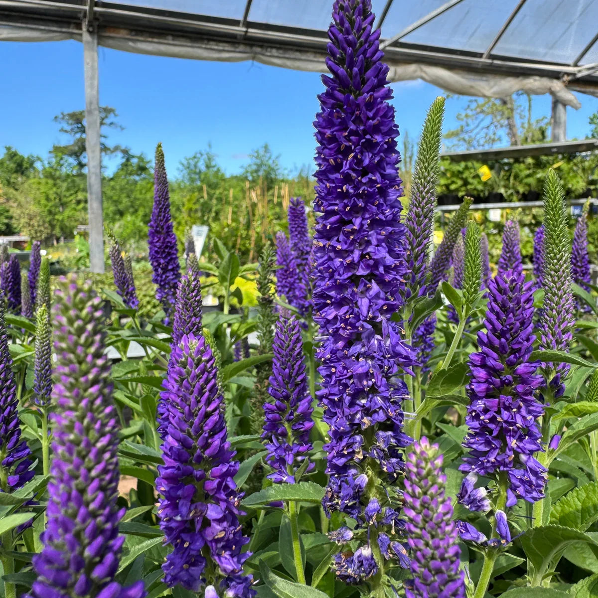 Veronica Flower seeds for Planting Pollinator Friendly Heirloom & GMO Free Seeds for Home Garden 
 
 Sale