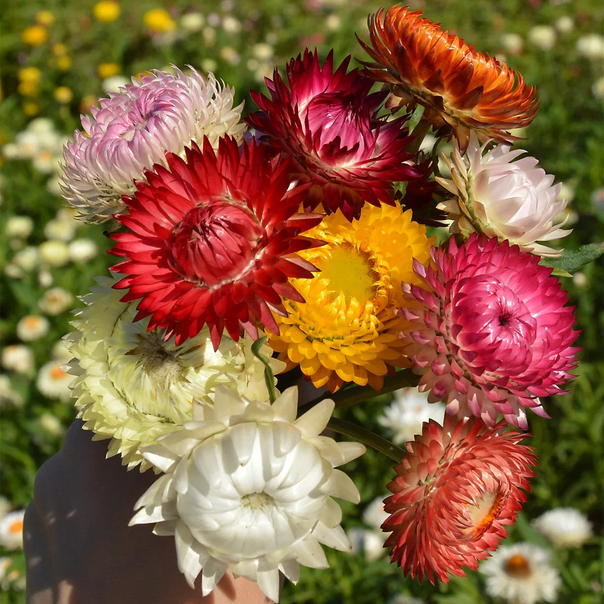 Mixed Straw Flower seeds for Planting Pollinator Friendly, Heirloom & GMO Free Seeds for Home Garden seeds for planting