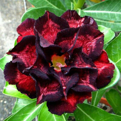 Vibrant Adenium Obesum Red Black Plants in Full Bloom
