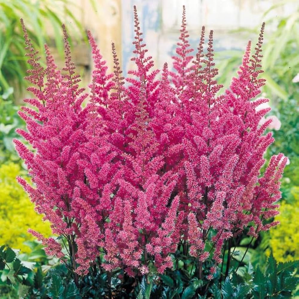 Vibrant Astilbe Pumila Blooms in Shade Garden