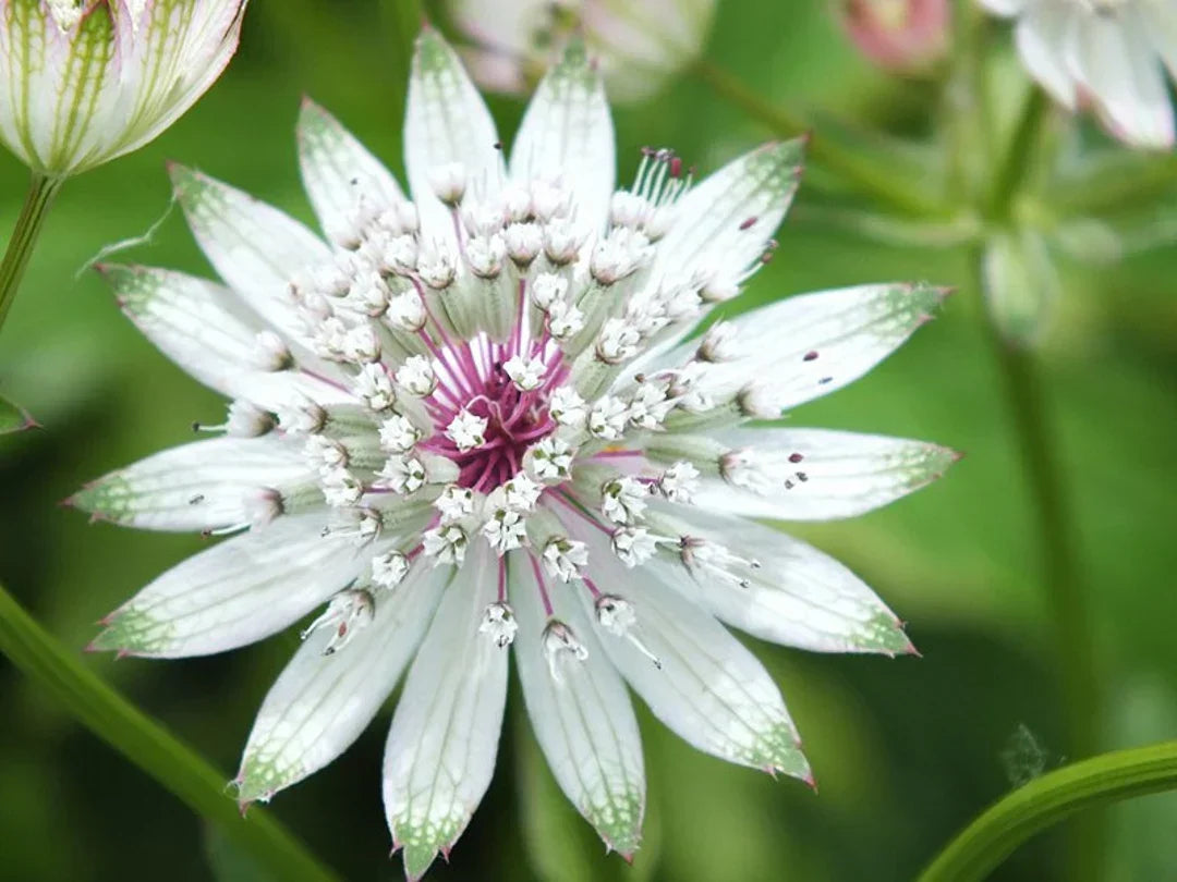 Vibrant Astrantia White Blooms in Garden
