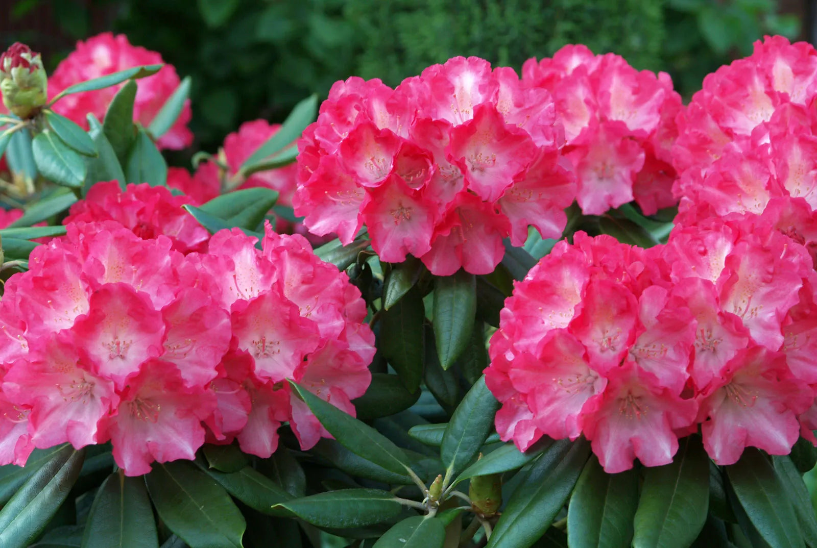 Vibrant Azalea Flowers for Decorative Borders