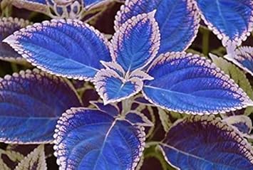 Vibrant Blue and White Coleus Plants in Garden