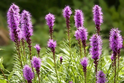 Dense Blazing Star Flower seeds for Planting Compact Growth Heirloom & GMO Free Seeds for Home Garden