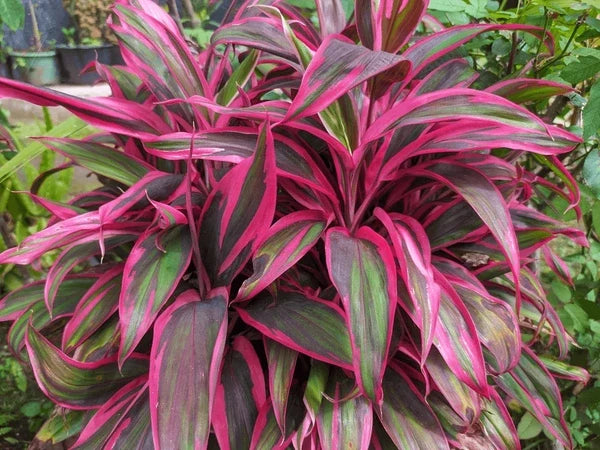 Cordyline Flower seeds for Planting Easy to Grow, Heirloom & GMO Free Seeds for Home Garden vegetable and garden seeds