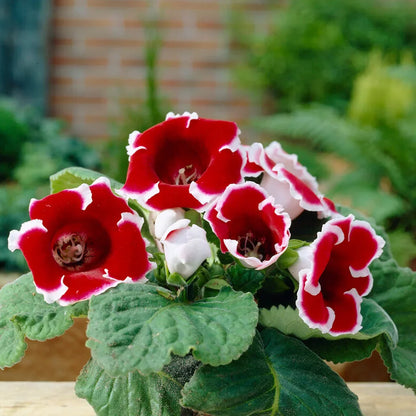 Vibrant Velvet Red White Gloxinia Petals