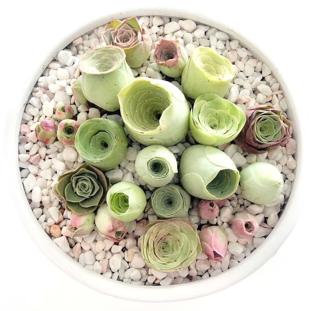 Vibrant Green Succulent Plants in Full Bloom