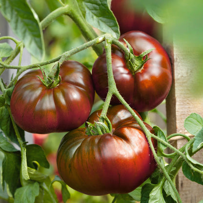 Vibrant maroon tomato plants in full sun