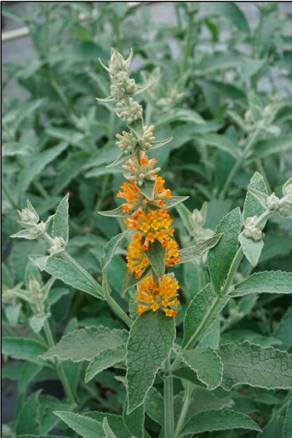 Vibrant Orange Pink Buddleia Plants in Bloom