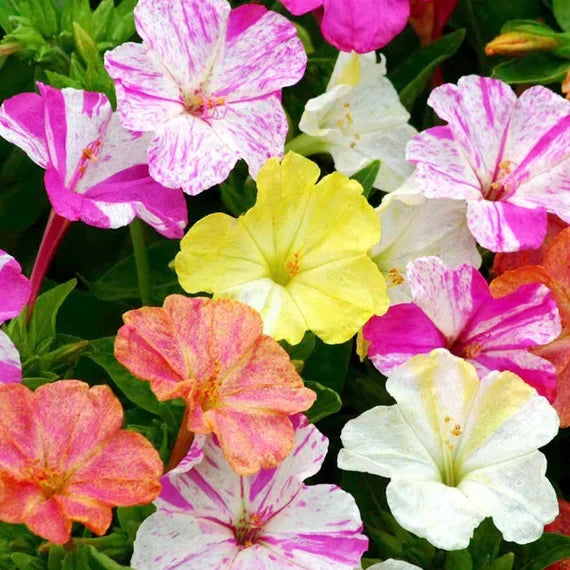 Vibrant Pink & White Mirabilis Plants in Full Bloom