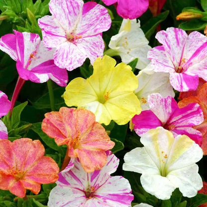 Vibrant Pink & White Mirabilis Plants in Full Bloom