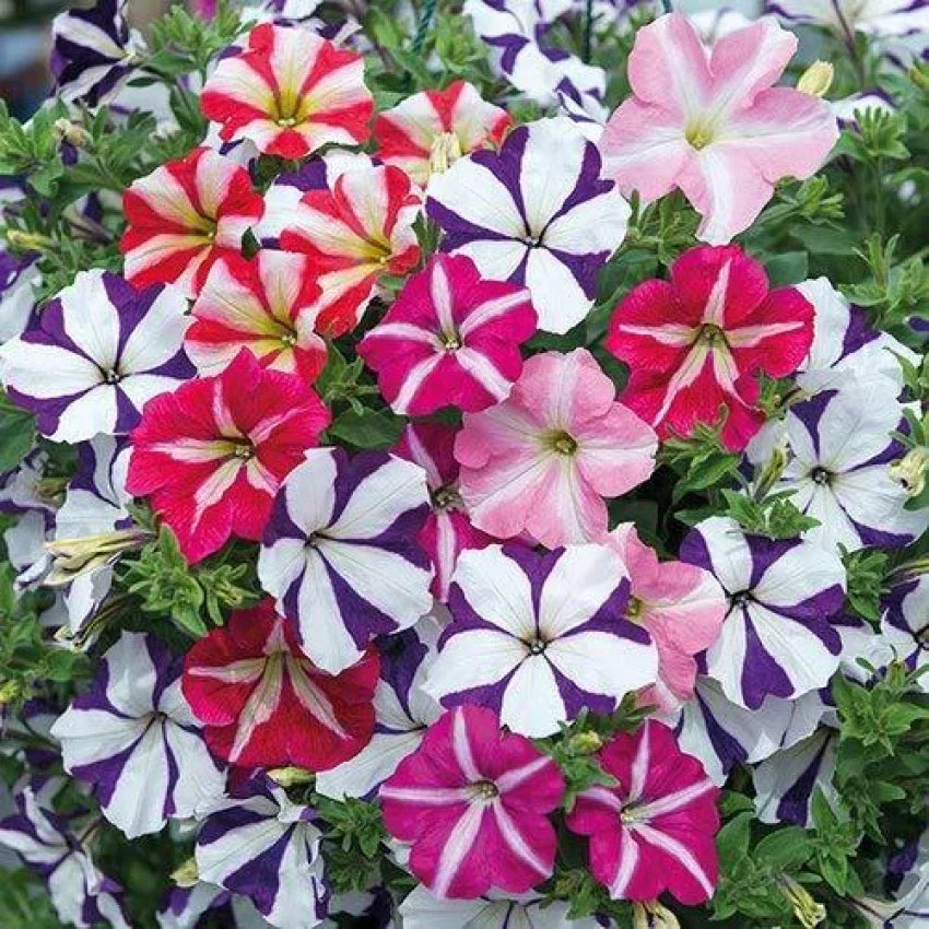 Vibrant Pink and White Petunia Flowers in Garden Borders