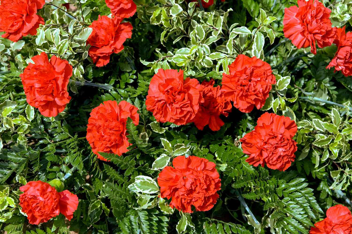 Vibrant Red Geranium Flower Seeds for Outdoor Gardens