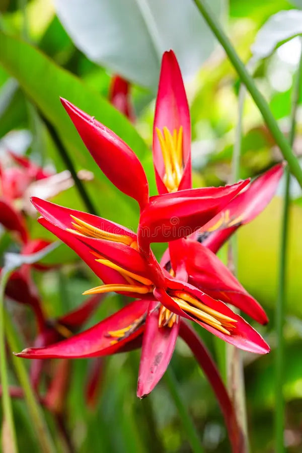 Heliconia Flower seeds for Planting Perfect for Borders Heirloom & GMO Free Seeds for Home Garden