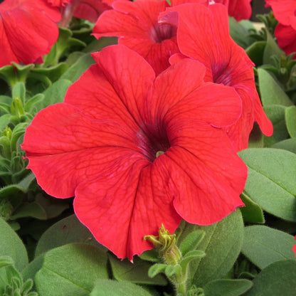 Bright red petunias blooming in outdoor garden beds