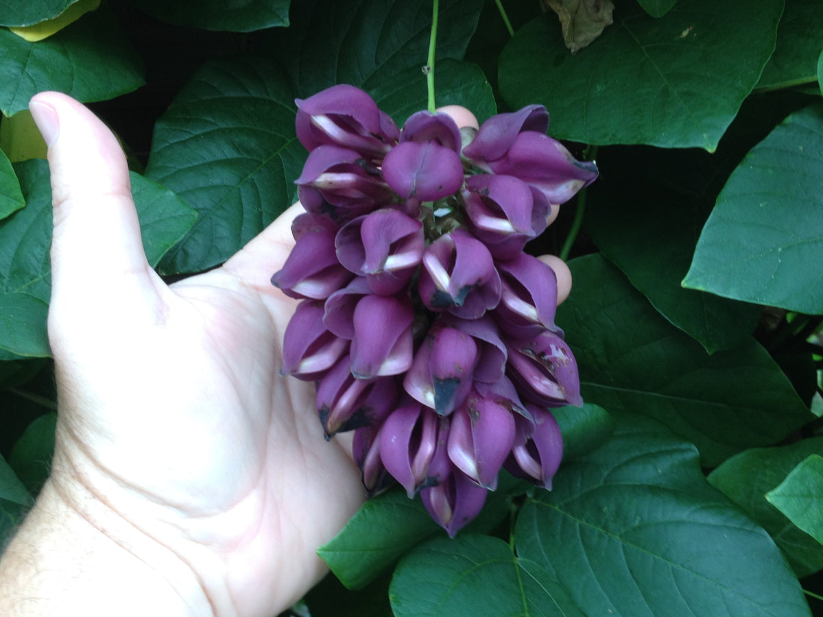 Vibrant Strongylodon Macrobotrys Purple Plants in Full Bloom
