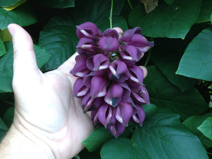 Vibrant Strongylodon Macrobotrys Purple Plants in Full Bloom