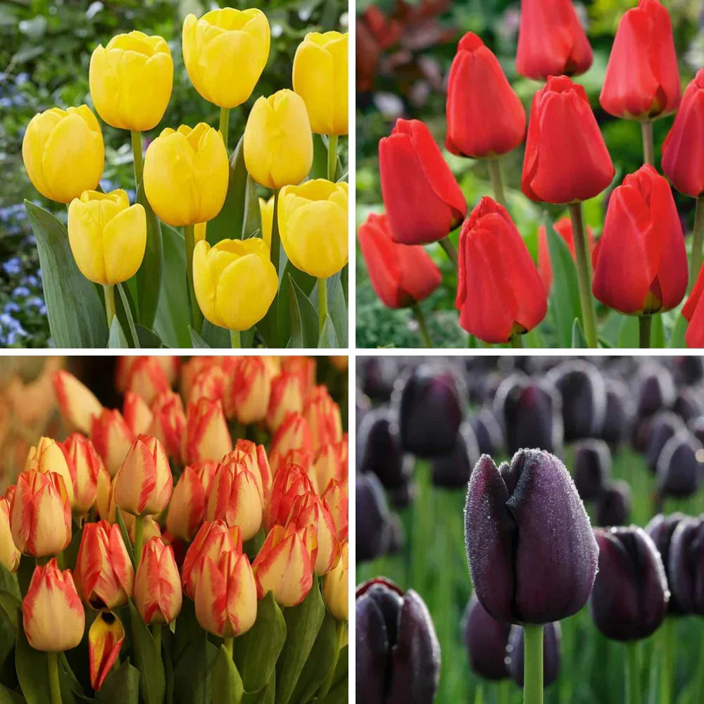 Vibrant Pink and Yellow Tulips Blooming in Spring