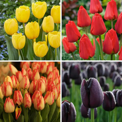Vibrant Pink and Yellow Tulips Blooming in Spring