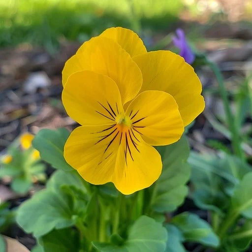 High quality Yellow Viola Flower seeds for Planting Perfect for Borders, Heirloom & GMO Free Seeds for Home Garden seeds pack
